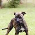 Photo of Coco ~ 1 Year Old Staffy X (On Trial 2/11/19))