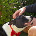 Photo of Boss ~ American Staffy X (6/11/19)