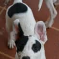 Photo of Chevy