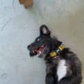Photo of Milo