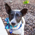 Photo of Spot ~ 5 Year Old Foxy X (On Trial 8/2/20)