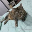 Photo of Honey