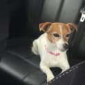 Photo of Peaches 