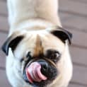 Photo of Yogi
