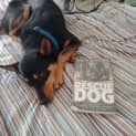 Photo of Bertie ~ Kelpie (On Trial 10 11 19)