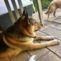 Photo of Shadow