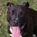 Photo of Coco Am Staffy 15 Month Old