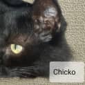 Photo of Chicko