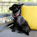 Photo of Paige ~ 4mo Pomeranian X Puppy (On Trial 16/11/19)