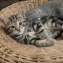 Photo of Wynyard (One Of The City Circle Kittens)