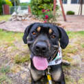 Photo of Sasha ~ 1 Year Old Mastiff X Rottweiler