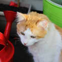 Photo of Cooper Meet Me At Neko Hq In Preston
