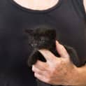 Photo of Mac ~ 8 Week Old Kitten