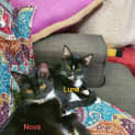 Photo of Luna   Meet Me At Neko Hq In Preston