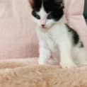Photo of Olive ~ 7 Week Old Kitten