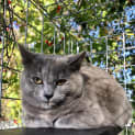 Photo of Honey