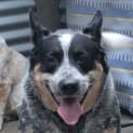 Photo of Evie ~ 6yr Heeler ~ On Trial 17/7/20