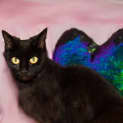 Photo of Bubbles