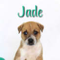 Photo of Jade