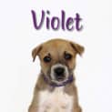 Photo of Violet