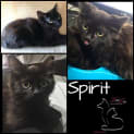 Photo of Spirit