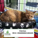 Photo of Patches