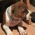 Photo of Puppy Dory Dl2299