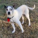 Photo of Buddy ~ 7yo Jack Russell Terrier (On Trial 1/2/20)