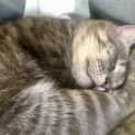 Photo of Cecil   Located In Fitzroy North