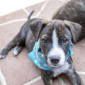 Photo of Riley ~ Mastiff X Puppy (On Trial 14/12/19)