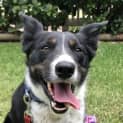 Photo of Bb ~ 5 Year Old Border Collie X ~ Adopted 7/12/19