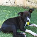 Photo of Puppy Toby Dl2307