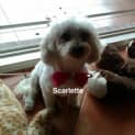 Photo of Scarlet