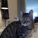 Photo of Nacho   Located In Footscray