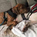 Photo of Louie