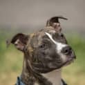 Photo of Chaos ~ 7mo English Staffy X (On Trial 26/1/20)