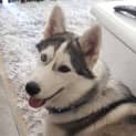 Photo of Axle ~ Husky X Malamute ~ On Trial 24/1/20
