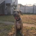 Photo of Scraps
