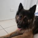 Photo of Casey