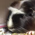 Photo of Peppa