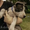 Photo of Flex ~ Loving Staffy X Puppy