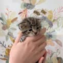 Photo of Star