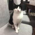 Photo of Collie – Meet Me At Neko Hq In Preston 
