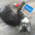 Photo of Groot