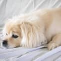 Photo of Bear