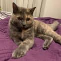 Photo of Flopsy
