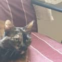 Photo of Tamzie Located In Laverton