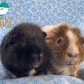 Photo of Smuggles And Smooches