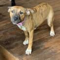 Photo of Belle