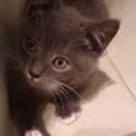 Photo of Mittens